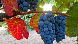 Wines of the Week- Robert Foley Charbono and Cowhorn Syrah