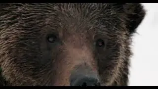 Grizzly Bear 399/4 - Rare 8K -Closeup-Wildlife Photography-Jackson Hole/Grand Teton/Yellowstone Park