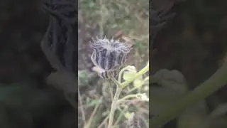 канатник теофраста на связи
