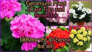 Geranium Plant (Complete Care Video) | जिरेनियम की देखभाल कैसे करें? | Get more flowers