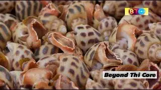Textile Cone Snail: Nature's Deadliest Harpooner!