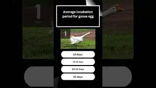 Average incubation of goose egg? #agriculturist #LEA #animalscience #Q&A #agriscience