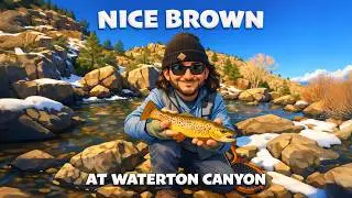 Nice Brown Trout in Waterton Canyon, CO = Peter's catch