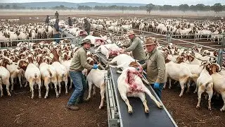 &iquest;C&oacute;mo Australia procesa 2,7 millones de cabras al a&ntilde;o? 🐐🏭 La gigantesca industria c&aacute;rnica