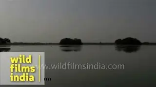 Drifting across the placid waters of Nal Sarovar wetland in Gujarat