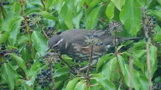 Redwing feasting on ivy berries