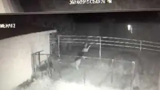 German Shepherd Saves Cat. True story