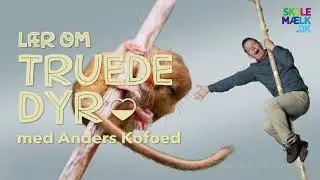 L&aelig;r om truede dyr med Skolem&aelig;lk og Anders Kofoed - hasselmus
