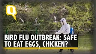 Explainer | Bird Flu in India: What Is Avian Virus? Can It Spread to Humans? | The Quint