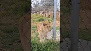 Leon Cachorro #leon #lion #cachorro