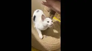 一前一后上门来的小丑猫和大脸猫，真是会吃会喝会享福#貓咪日常 #田园猫 #饲养员日常