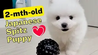 My 2 month old Japanese Spitz Puppy - Sarang