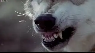 Ice-Age Predators of La Brea | Ice Age Death Trap | BBC