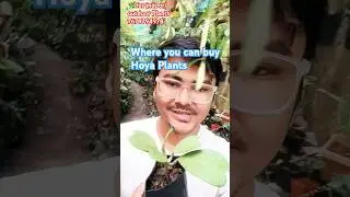 Hoya Plants ready for delivery to #jammu #maharashtra #hooghly #westbengal #uttarpradesh #hoya