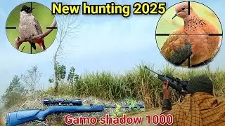 pellet gun hunting | dove hunting air rifle | gamo shadow 1000 | bird hunting 2025