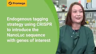 Endogenous tagging strategy using CRISPR to introduce the NanoLuc sequence with genes of interest