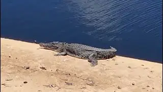Salt Water Crocodile Bramston Beach