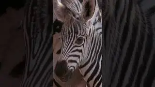 Discover Zebra Stillness | Calming Nature Sounds | Peaceful Earth #Shorts
