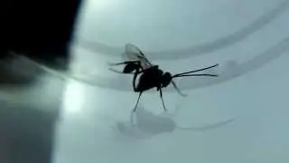 Ensign Wasp (Evaniidae)