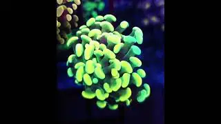 #euphyllia #korallen #reeftank #reefkeeper #aquarium #meerwasseraquaristik #coral