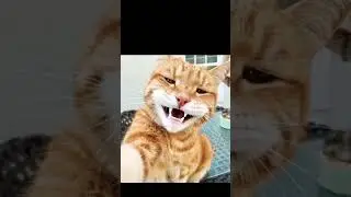 Just a cat doing cat things#FlyingCat#CatShorts#FunnyCat#EpicCatMoment#CatOnTheMove#CatAdventures