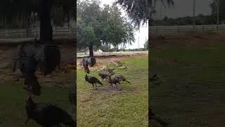 Turkey Goes Flying!
