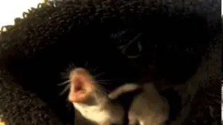 Etruscan shrews defending their sock cave