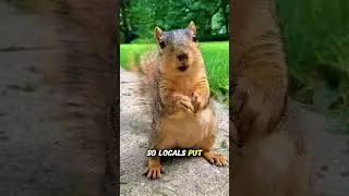 700 Pounds of Pine Nuts?! Squirrels Are Master Hoarders