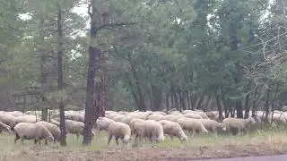Chased off by dog, herding sheep near Williams, AZ