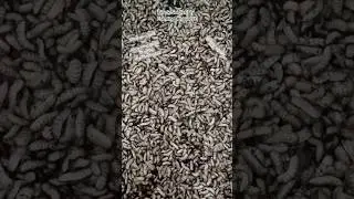Black Soldier Fly Farming India. #blacksoldierfly #food #protein #insect #environment
