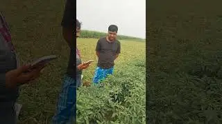 Chilli farming ||zoom dsl in chilli ||jannatul Firdous ||#jannatul