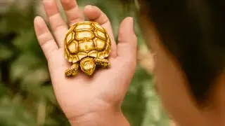 Boy Finds Turtle and Keeps It as a Pet but Doesn&rsquo;t Know It&rsquo;s Actually a God