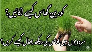 Korean Grass 