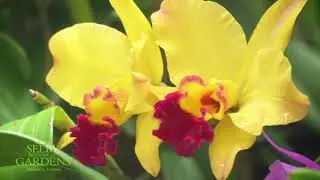 The Orchid Show 2018: Endless Forms