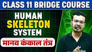मानव कंकाल तंत्र | Human Skeleton System Class 11th Biology BRIDGE COURSE | अब तैयारी पूरी Basics से