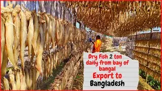 Biggest Dry Fish Center in Digha (WB)| Huge Quantity Export to Bangladesh Daily 😱😱