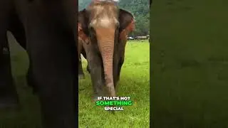 An Elephant Family Bonds with a Man!