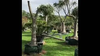 Take a look at our Wholesale Feature Trees | DesignerTrees.com.au