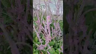 &nbsp;Psylliostachys suworowii, a pink or purple flowers #trending #gardening