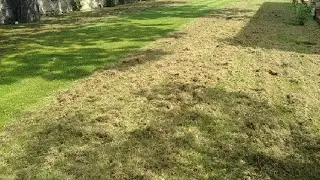 What Is Lawn Thatch - Identifying and Removing Thatch - Lawn Master