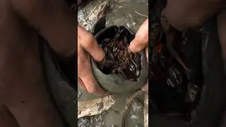 Found a Coconut Shell FULL of Crabs! 🦀