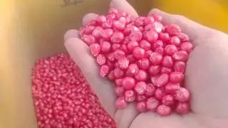 Planting seed corn 2020, Soil health and the importance of mycorrhizal fungi