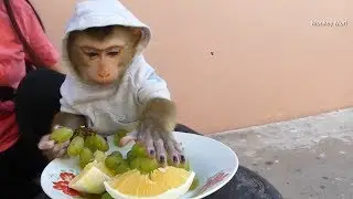 Monkey Baby Mori!!! Mom Feed Grapes And Orange To Mori Is Special In Cool Weather