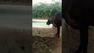 Rajasthani water dirking water cow #short