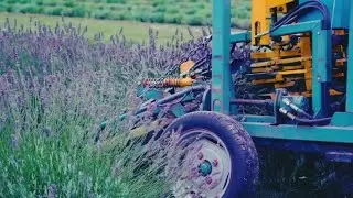 Lavender is cutting with tractor into small bunches | Harvesting farmer network | Grass cutter
