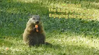 Meatball the Cute Baby Groundhog Enjoying his Snack