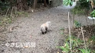 やさしい時間｜猫に導かれて過ごした午後