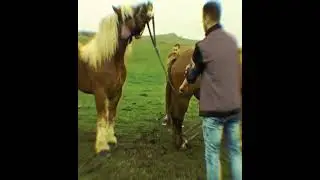 Houre breading. Hours meeting . Hourse sex