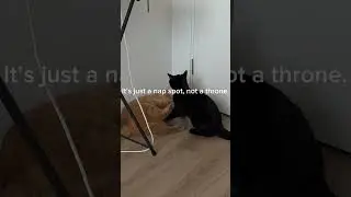 #cat  Best Ginger Cat Fight in the Corner: Ginger vs Midnight Furball. Who wins?