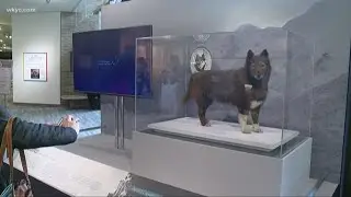 Happy 100th birthday, Balto!